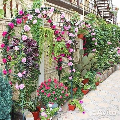 19июл24 Автобусный тур в Лазаревское/рэ6007.Диамон