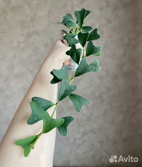 Хойи на срез