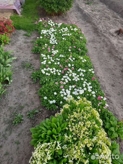 Рассада многолетних цветов