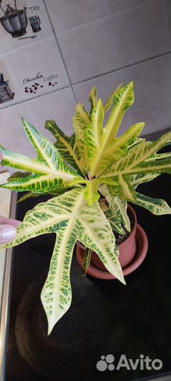 Кротон, филодендроны