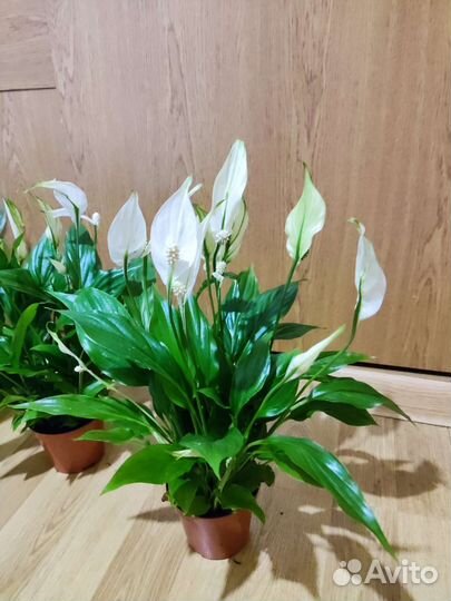 Спатифиллум 35 см