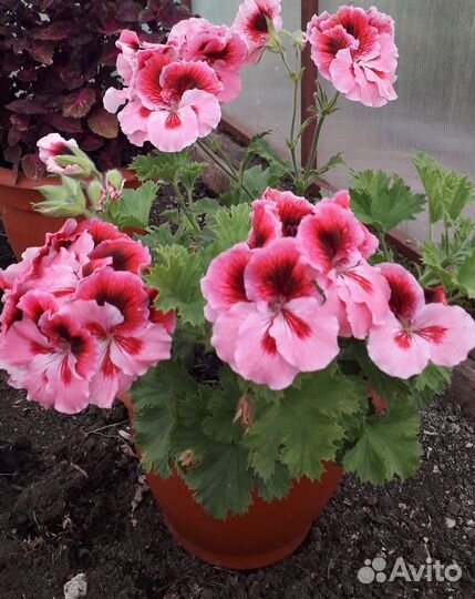 Королевская пеларгония (герань)