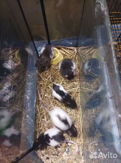 Крыса, для души и корма