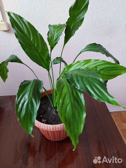 Комнатные цветы