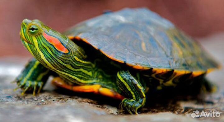 Черепашка маленькая