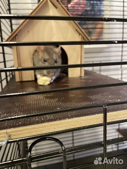Продаю крыс