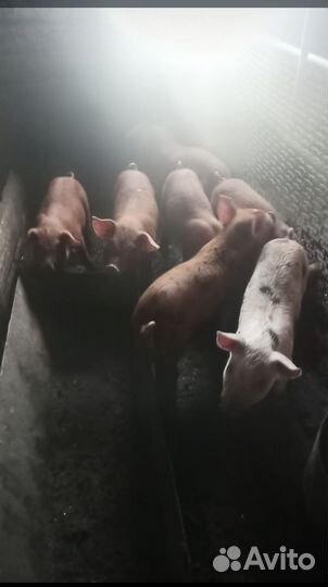 Поросята ландрас дюрок