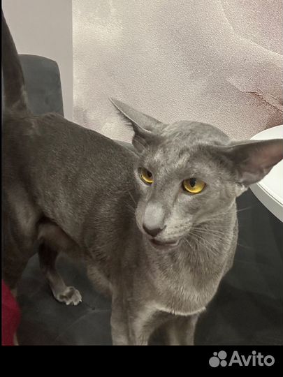 Кошка для съемок