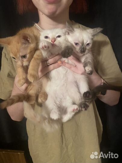 Котята в добрые руки