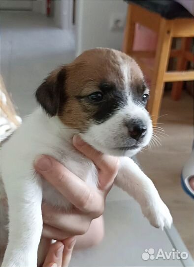 Щенки Джек Рассел Терьера