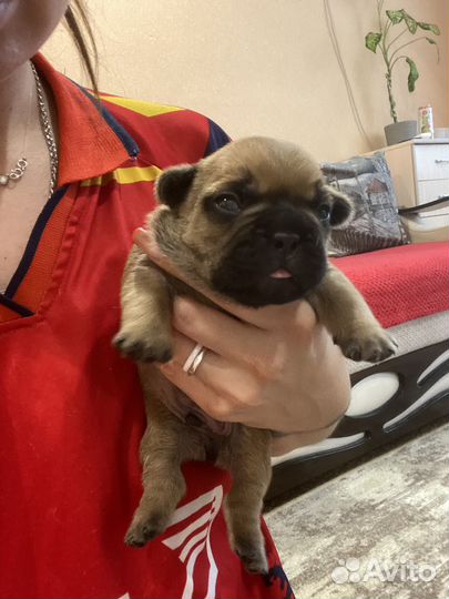 Французский бульдог