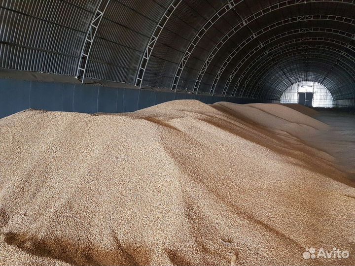 Зерно пшеница