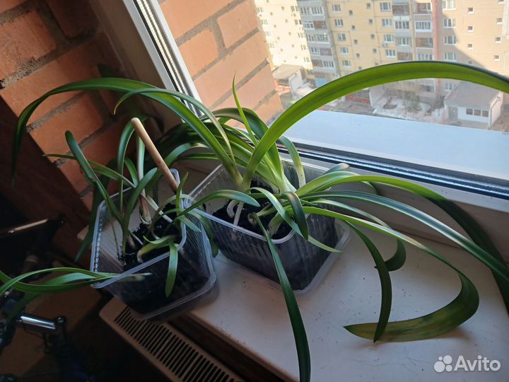 Гиппеаструм (амариллис) оранжевый или лилия