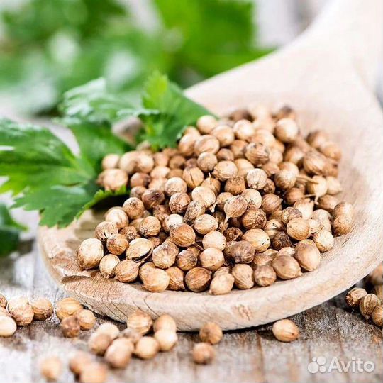 Семена лука. Кинза. Шпинат