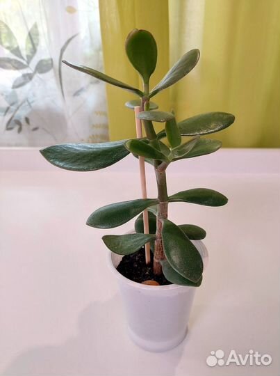 Крассула (Толстянка, Денежное дерево)