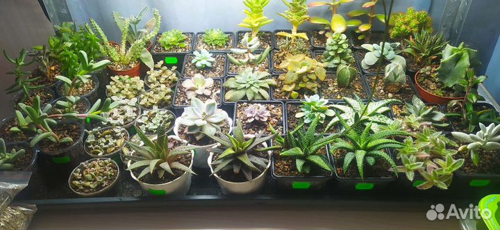 Цветы под названием Суккуленты