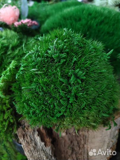 Кочка пушистая дизайн