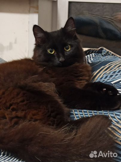 Кот в добрые руки