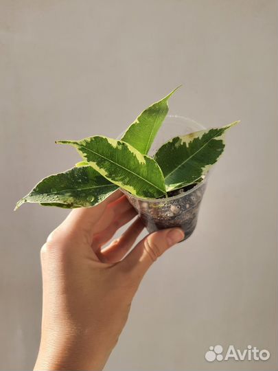 Домашние растения