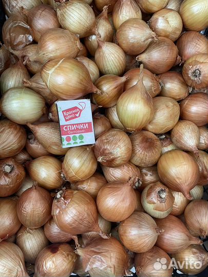 Лук для посадки