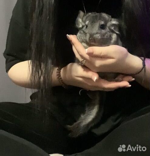 Шиншилла с клеткой