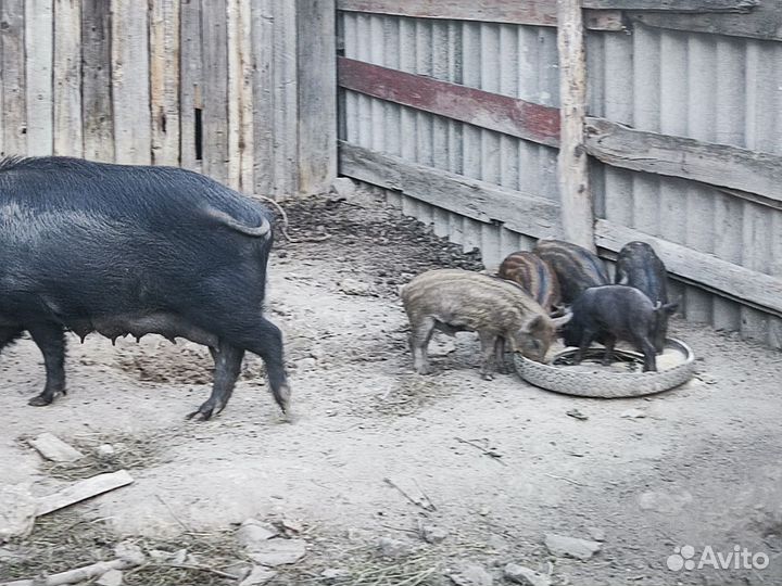 Продам поросят мангалов,возраст 2 месяца