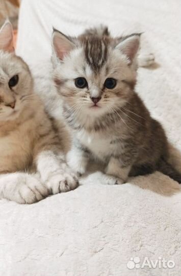 Продам Британских котят