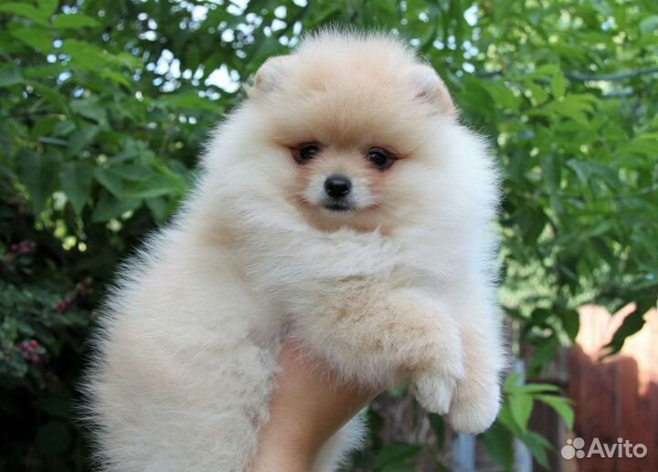 Померанский шпиц щенки в большом выборе