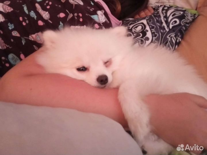 Продается белый померанский шпиц