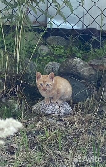 Игривые котята