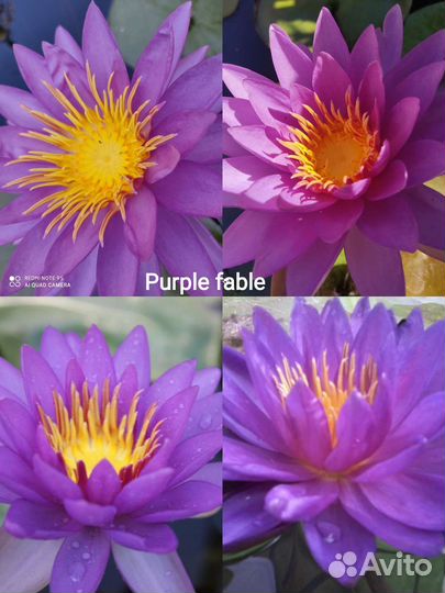 Лилии водяные (Нимфеи)