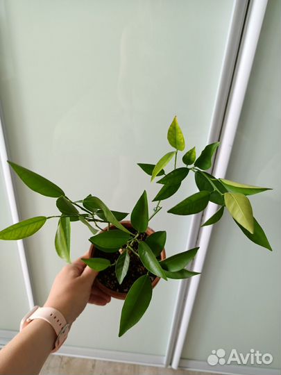 Цитрус Кукле