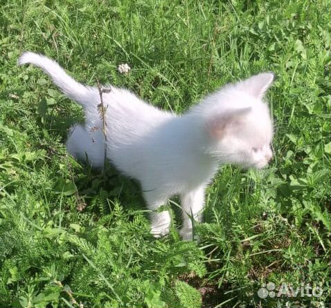 Котенок кау мани