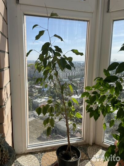 Фикус бенджамина