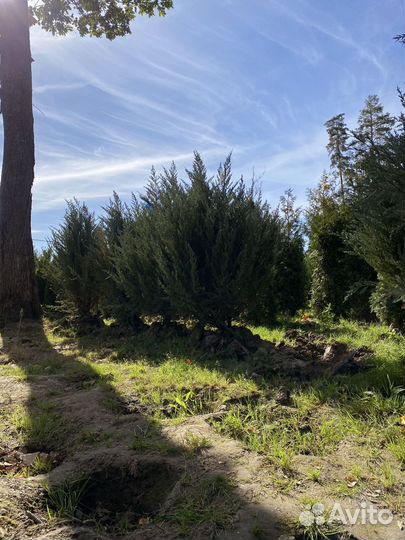 Можжевельник Блю Эроу из питомника 1,95 метра