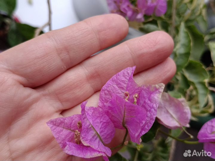 Бугенвиллия