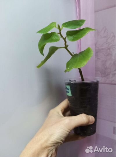 Бегония вечноцветущая махровая