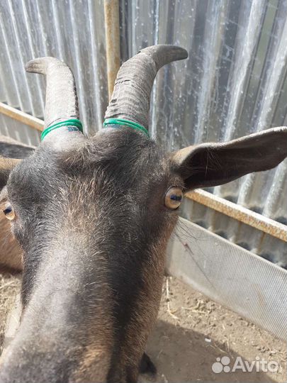 Обезроживание козлят,коз,обрезка копыт