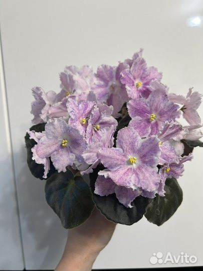 Черенки сортовых фиалок наборами и по отдельности