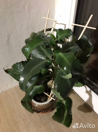 Монстера, Кактусы, Каланхоэ