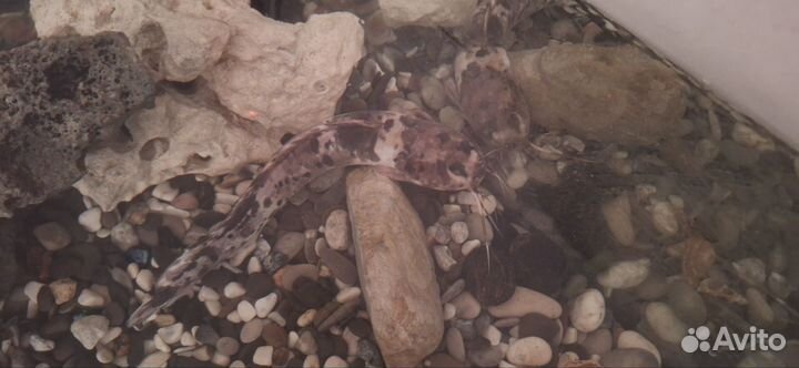 Сом клариус