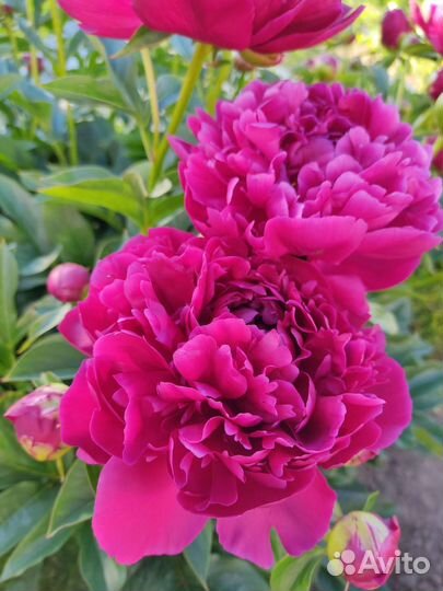 Пион Карл Розенфилд на осень