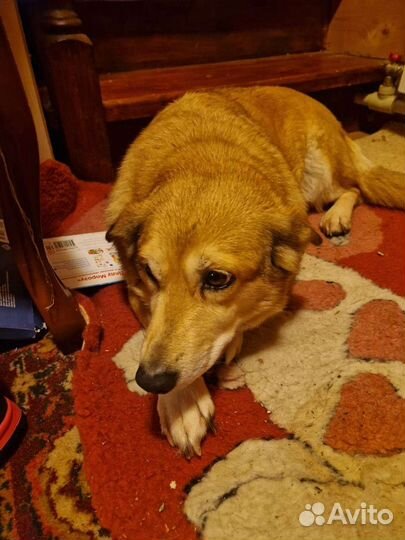 Найдена собака