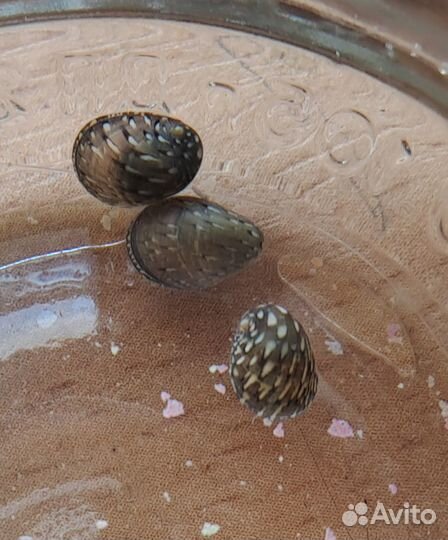 Теодоксус улитка