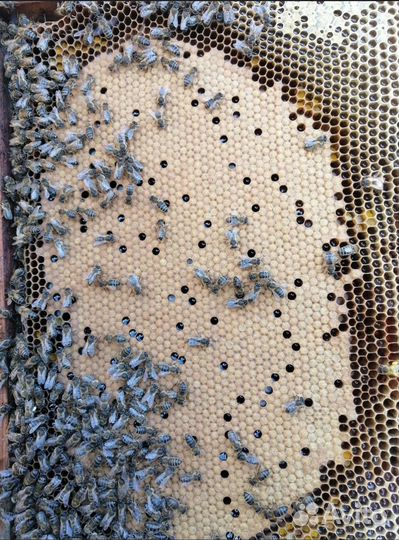 Пчелиная семья