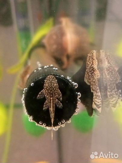 Сомики анциструсы