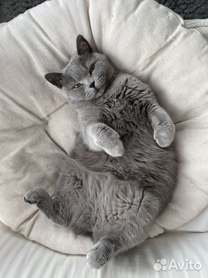 Кошка в добрые руки