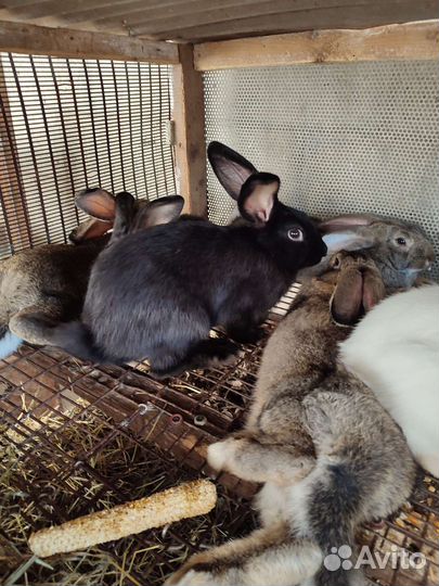 Кролики мясных пород