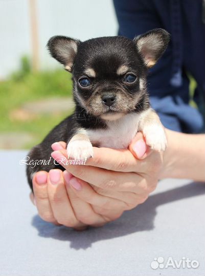 Чихуахуа мальчик