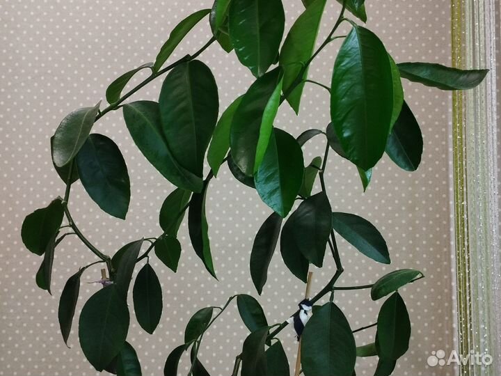 Клементин Амоа 8